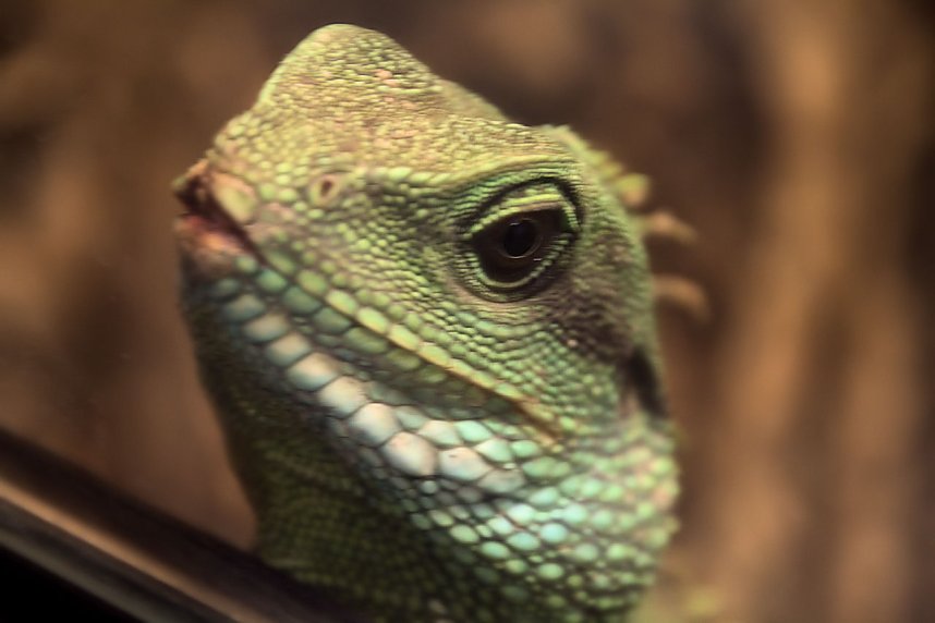 Exoten in einer Ausstellung