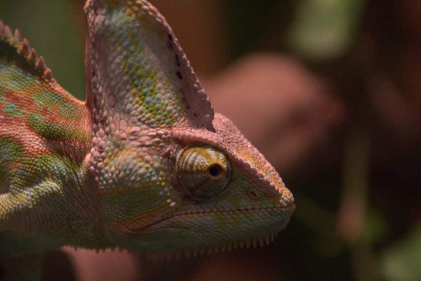 Exoten in einer Ausstellung