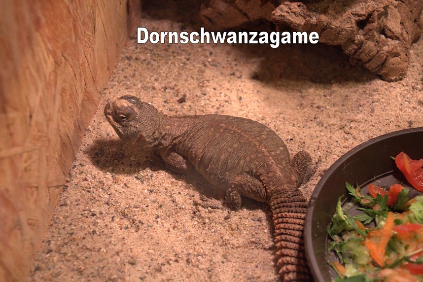 Exoten in einer Ausstellung