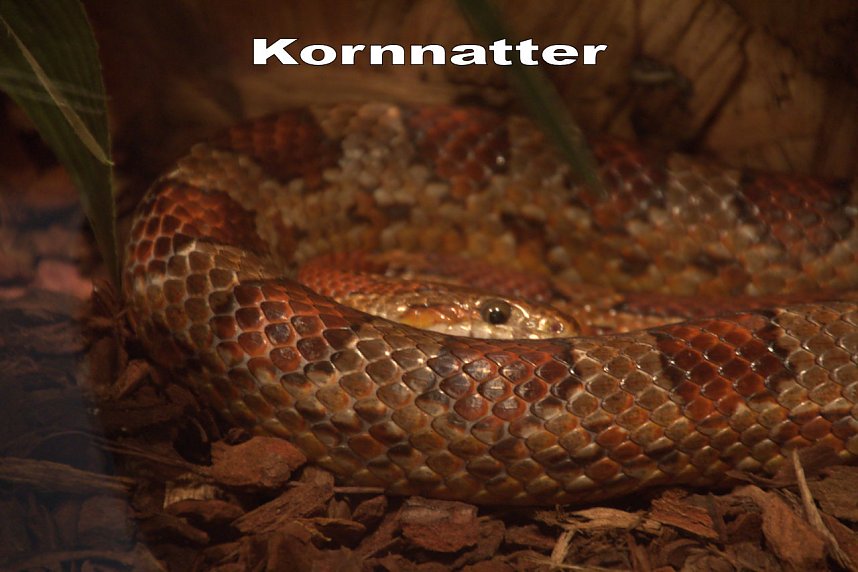 Exoten in einer Ausstellung