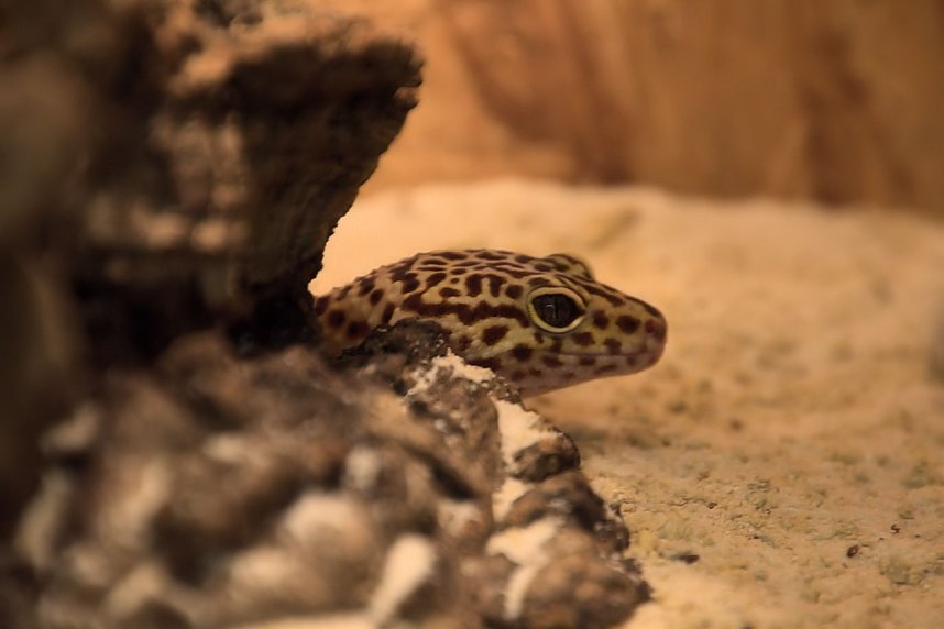 Exoten in einer Ausstellung