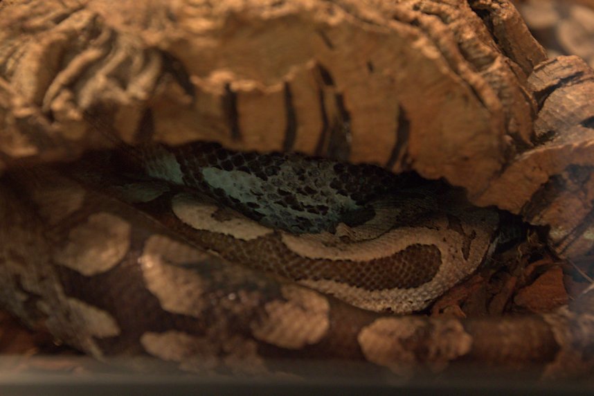 Exoten in einer Ausstellung