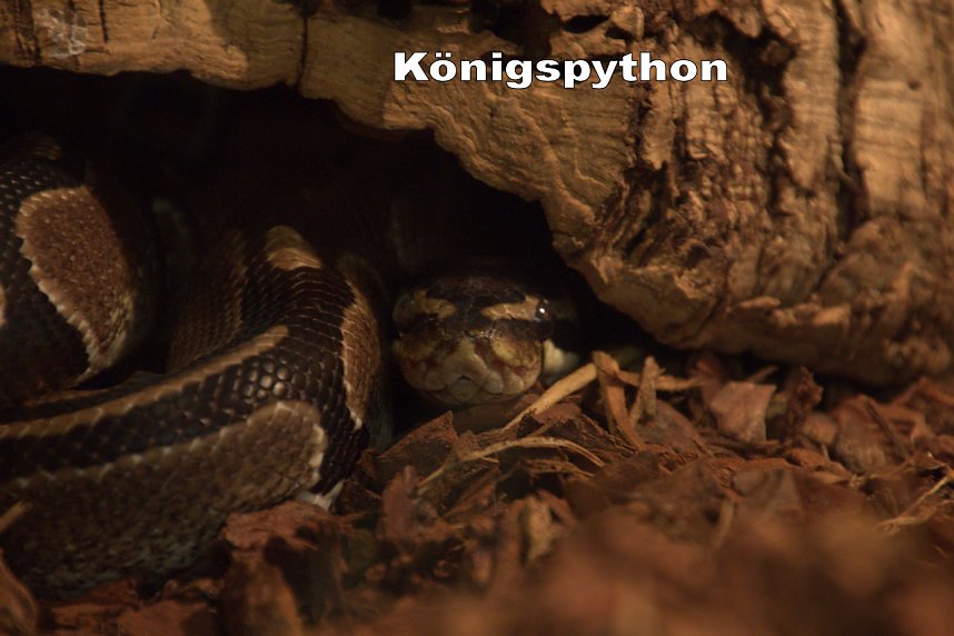 Exoten in einer Ausstellung