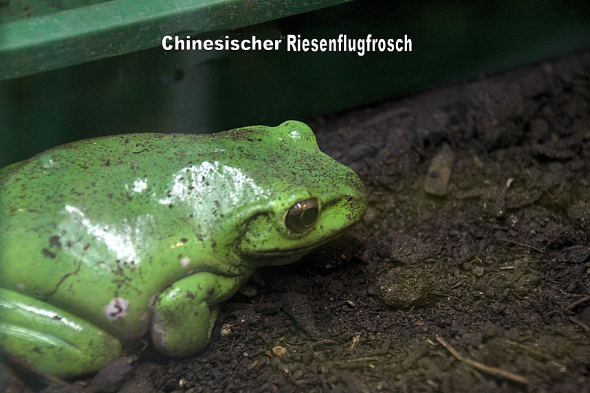 Exoten in einer Ausstellung