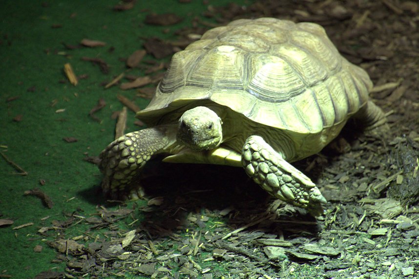 Exoten in einer Ausstellung