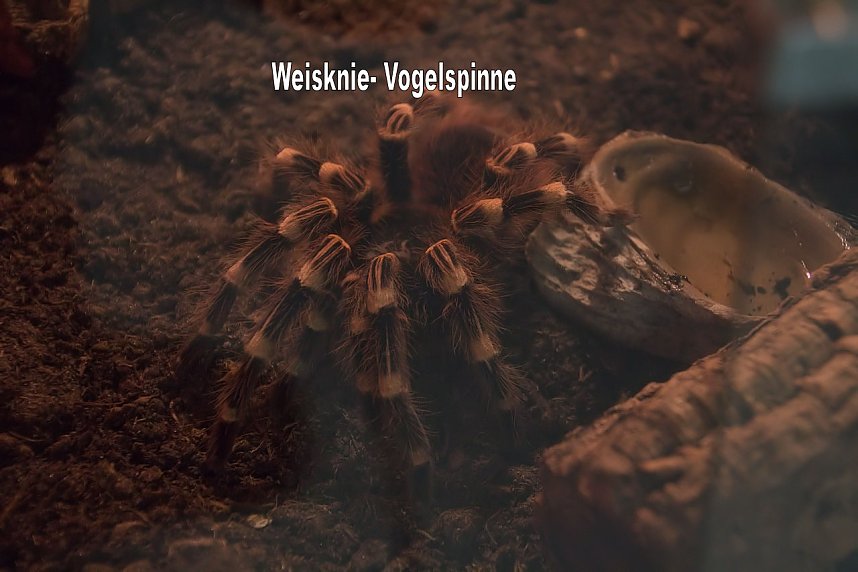 Exoten in einer Ausstellung