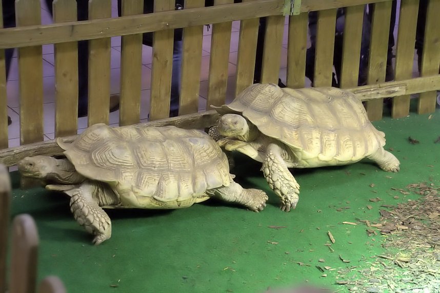 Exoten in einer Ausstellung