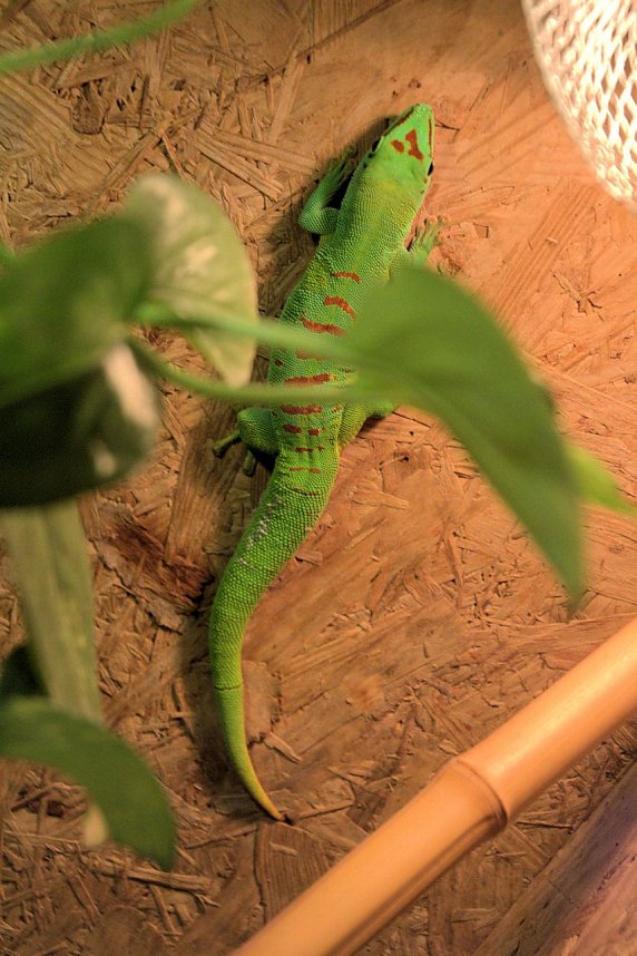 Exoten in einer Ausstellung