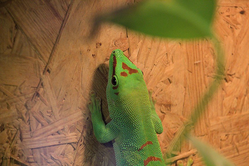 Exoten in einer Ausstellung