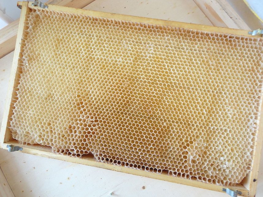 Anf&auml;ngerkurs f&uuml;r Imker