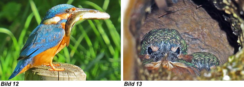 Gro&szlig; sind die Bem&uuml;hungen um den Erhalt der oft harten Wintern zum Opfern fallenden Eisv&ouml;gel.