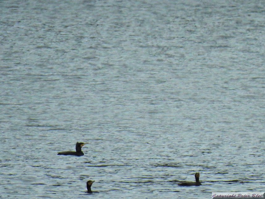 Peter Blei unterwegs: die Wendefurth Talsperre