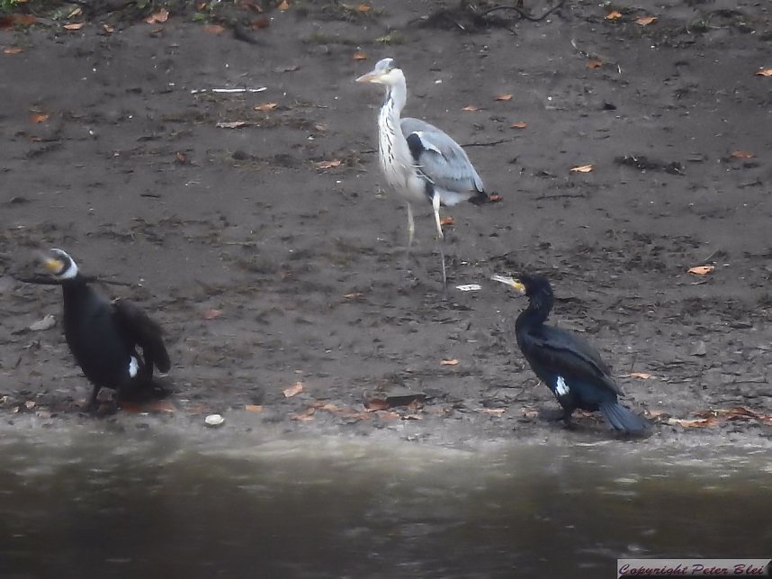 Peter Blei unterwegs: die Wendefurth Talsperre