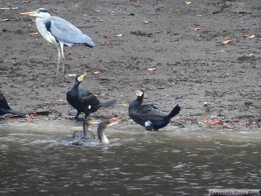 Peter Blei unterwegs: die Wendefurth Talsperre