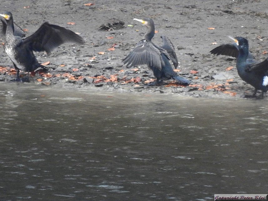 Peter Blei unterwegs: die Wendefurth Talsperre