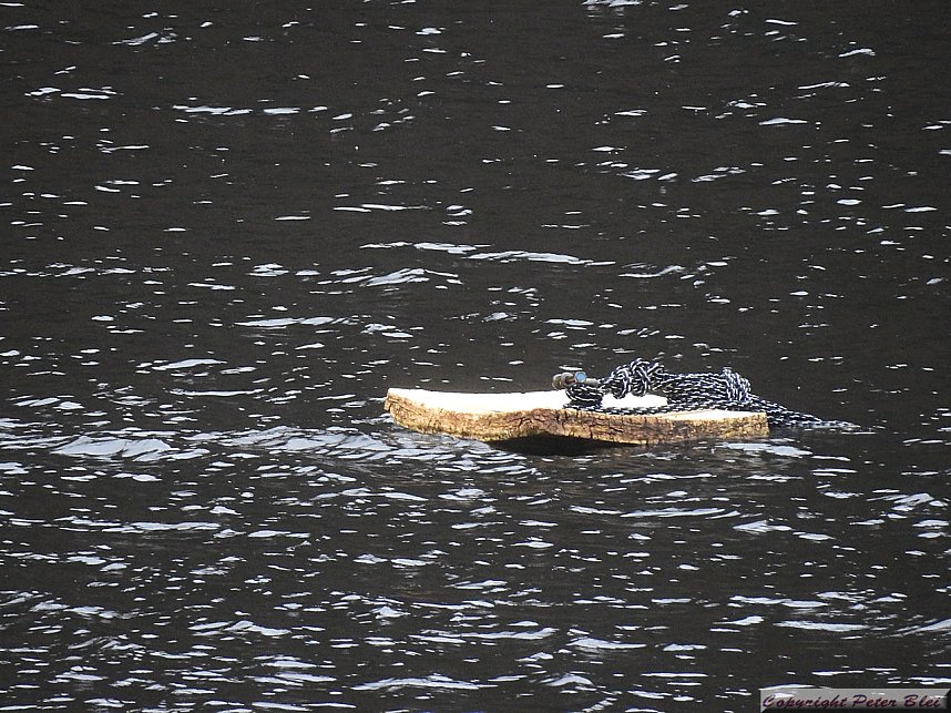 Peter Blei unterwegs: die Wendefurth Talsperre