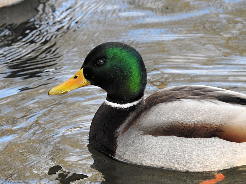 Peter Blei unterwegs: Bei Elbingerode