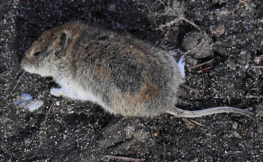 Peter Blei zu Besuch auf Schloss Oranienbaum