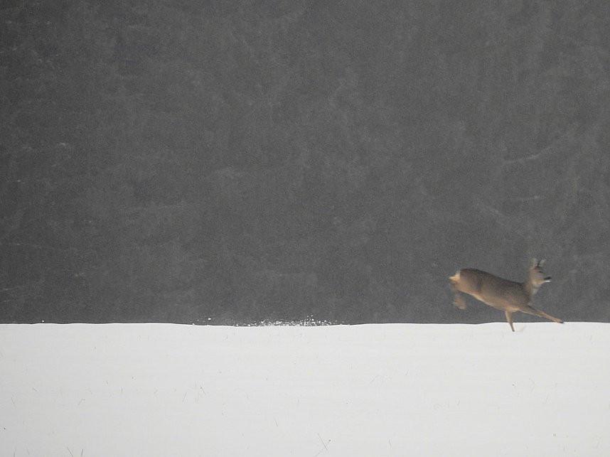 Schlittenhunderennen 2016 in Benneckenstein