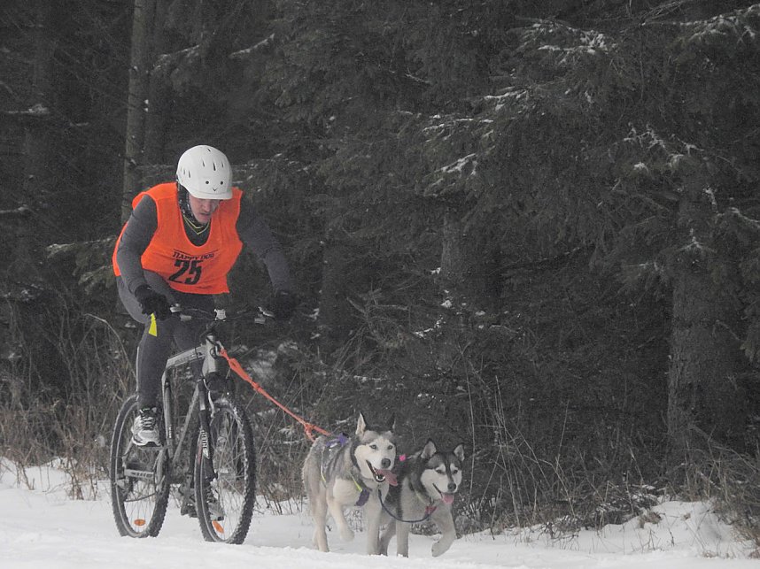 Schlittenhunderennen 2016 in Benneckenstein