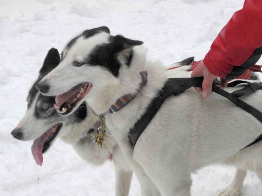 Schlittenhunderennen 2016 in Benneckenstein