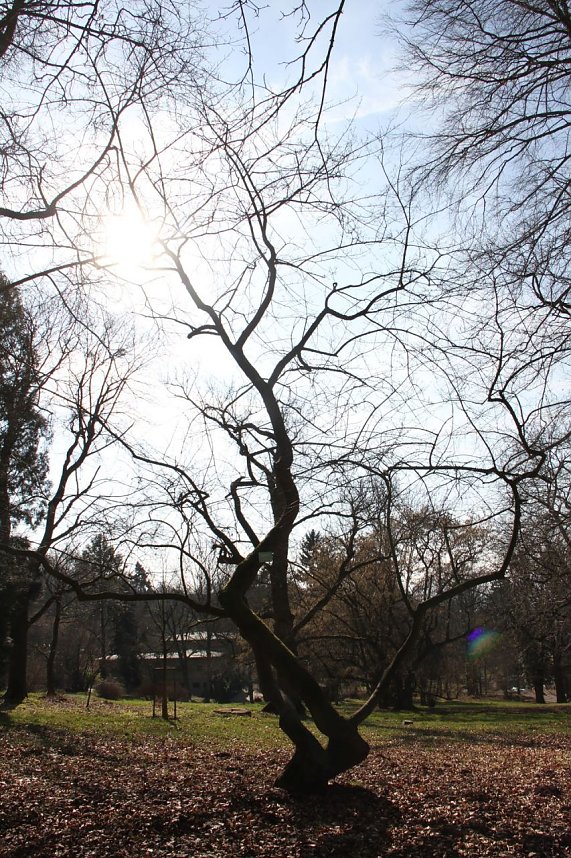 Der Fr&uuml;hling kommt - im Park Hohenrode ist er schon ein bisschen da