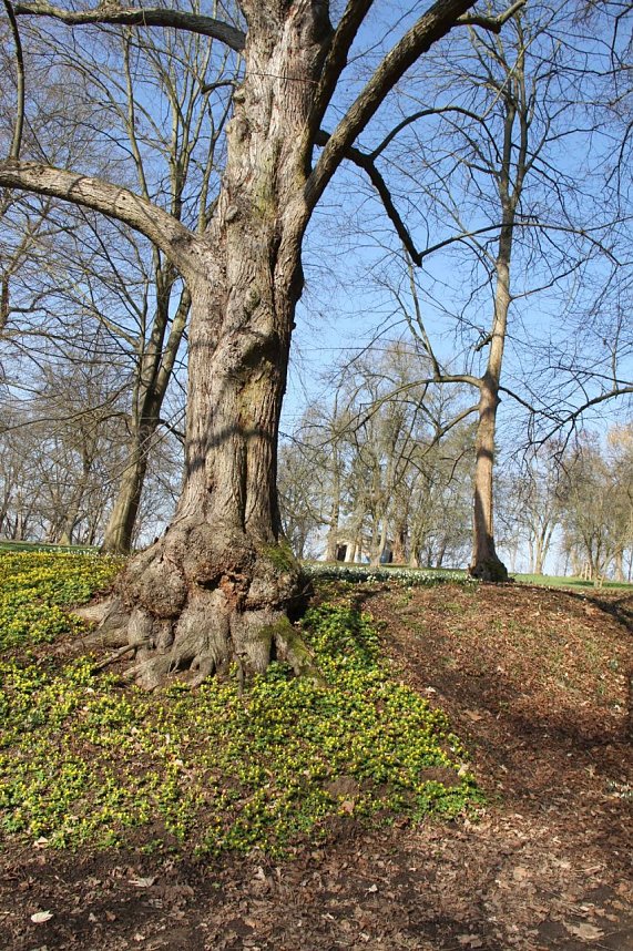 Der Fr&uuml;hling kommt - im Park Hohenrode ist er schon ein bisschen da