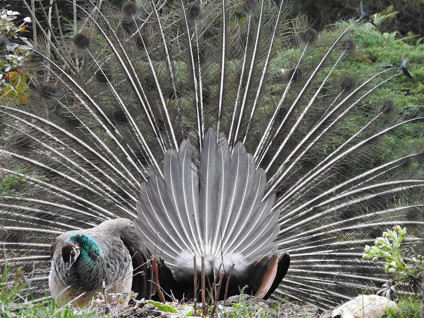 Fr&uuml;hlingserwachen in der Vogelwelt