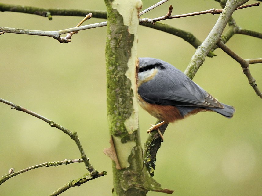 Fr&uuml;hlingserwachen in der Vogelwelt
