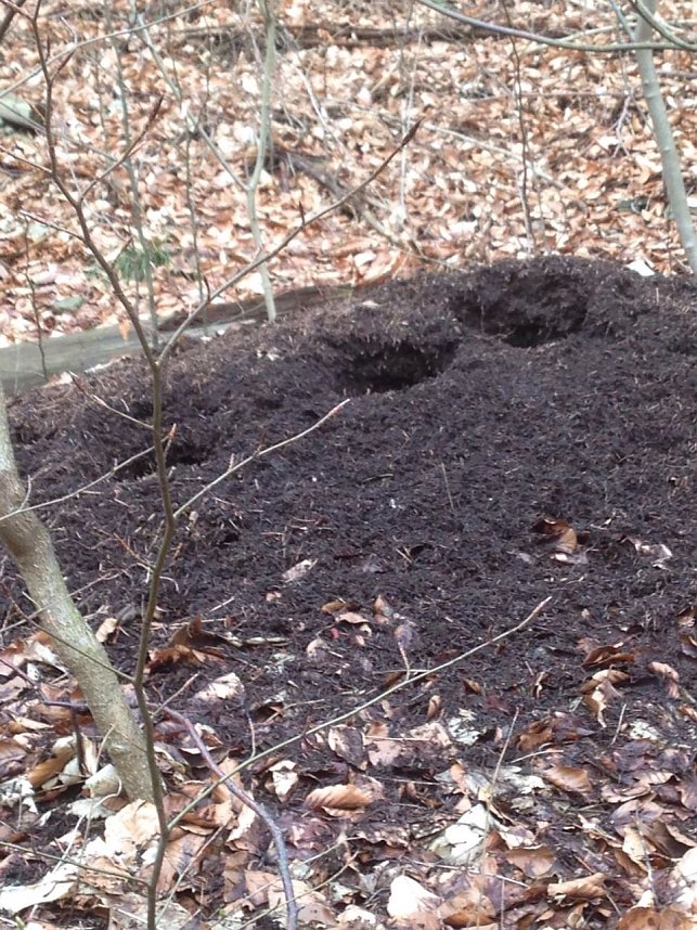 Klasse Wald!: Hier hat der Gr&uuml;nspecht sein Unwesen an dem Ameisenhaufen getrieben. 