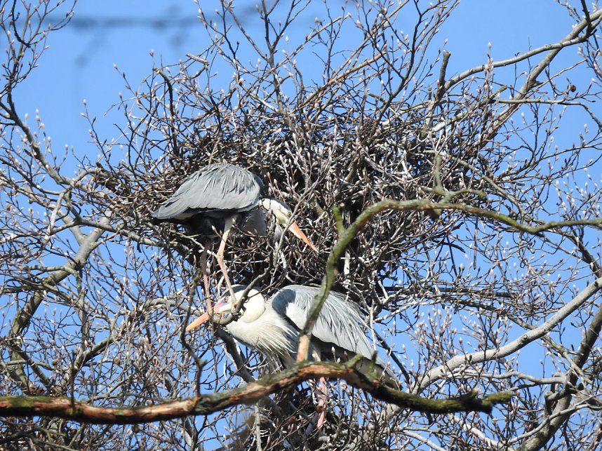 Tierisches Treiben im Dessauer Park