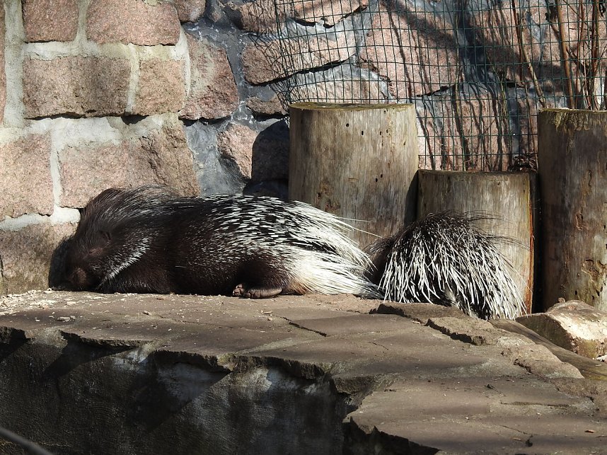 Tierisches Treiben im Dessauer Park