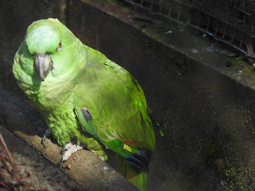 Tierisches Treiben im Dessauer Park