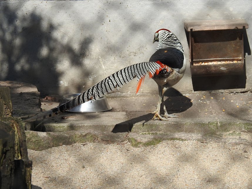 Tierisches Treiben im Dessauer Park