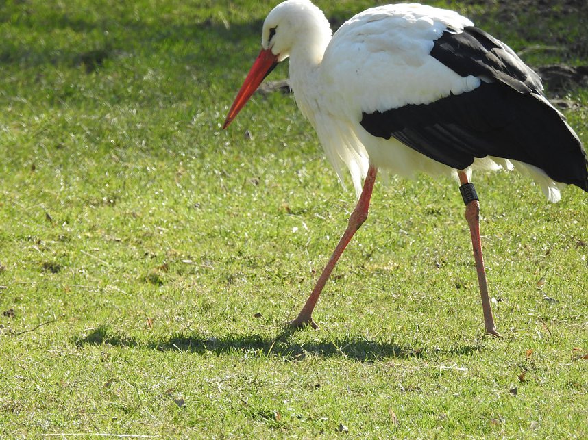 Tierisches Treiben im Dessauer Park