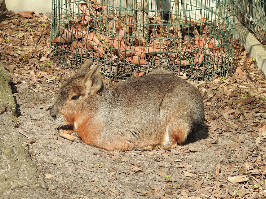 Tierisches Treiben im Dessauer Park