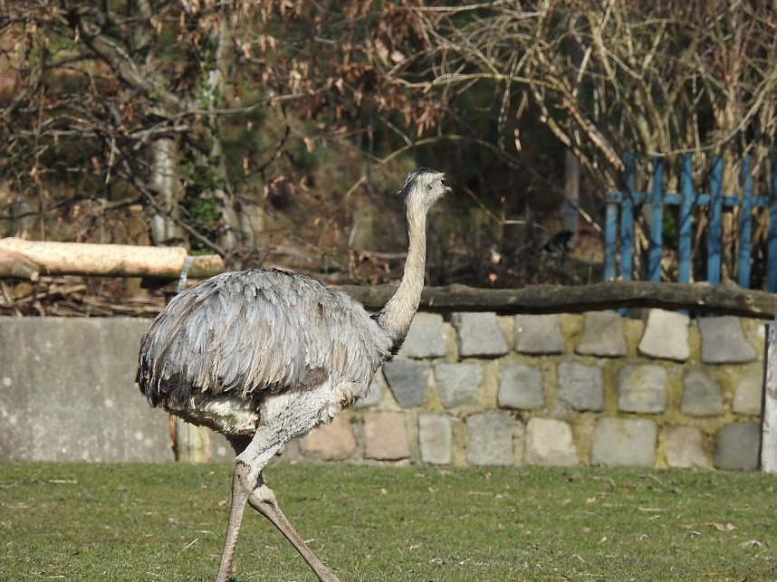 Tierisches Treiben im Dessauer Park