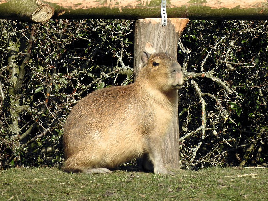 Tierisches Treiben im Dessauer Park
