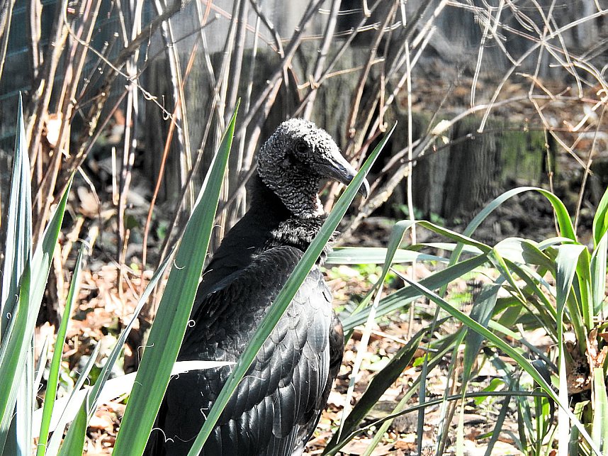 Tierisches Treiben im Dessauer Park