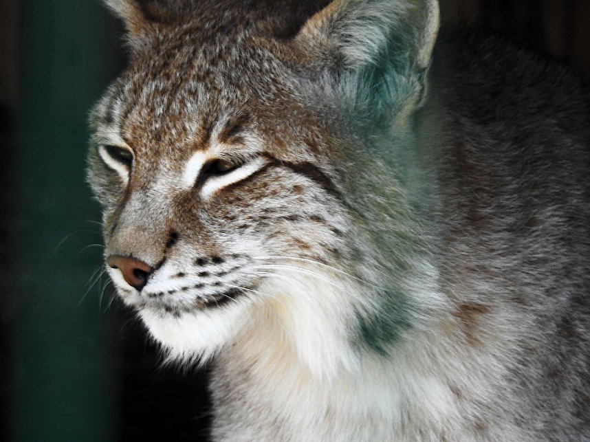 Tierisches Treiben im Dessauer Park