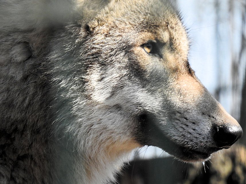 Tierisches Treiben im Dessauer Park