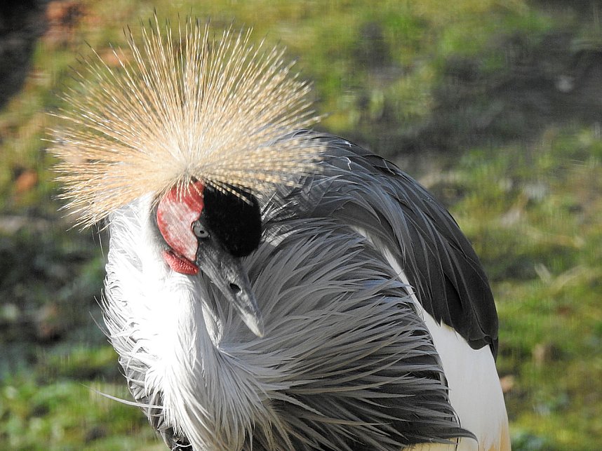 Tierisches Treiben im Dessauer Park