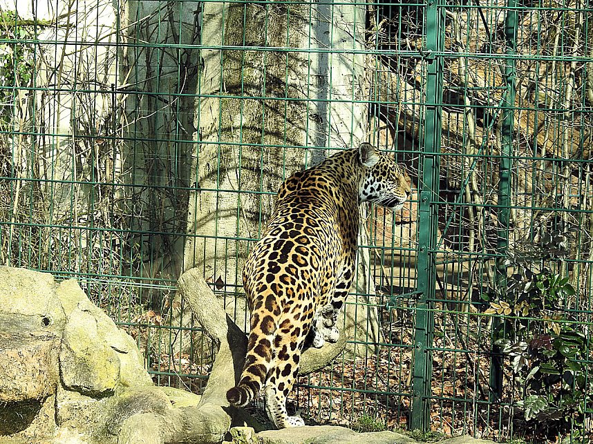Tierisches Treiben im Dessauer Park