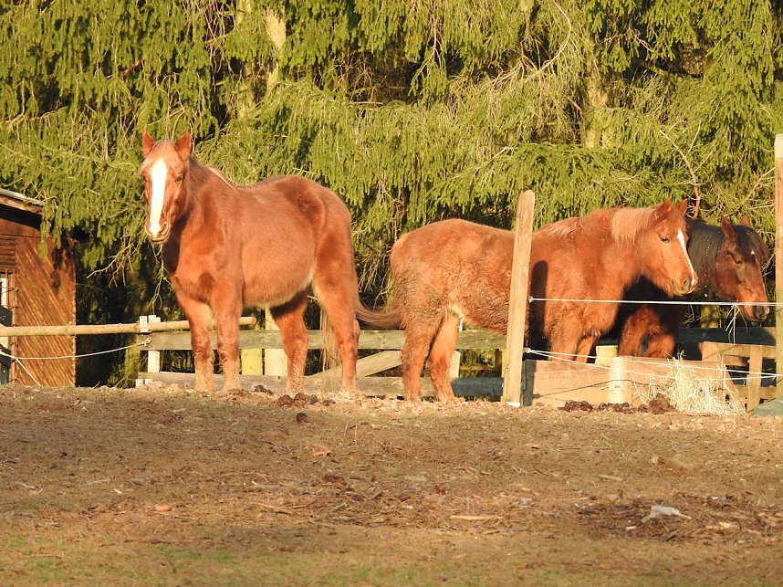 Ritterberg bei Rottleberode