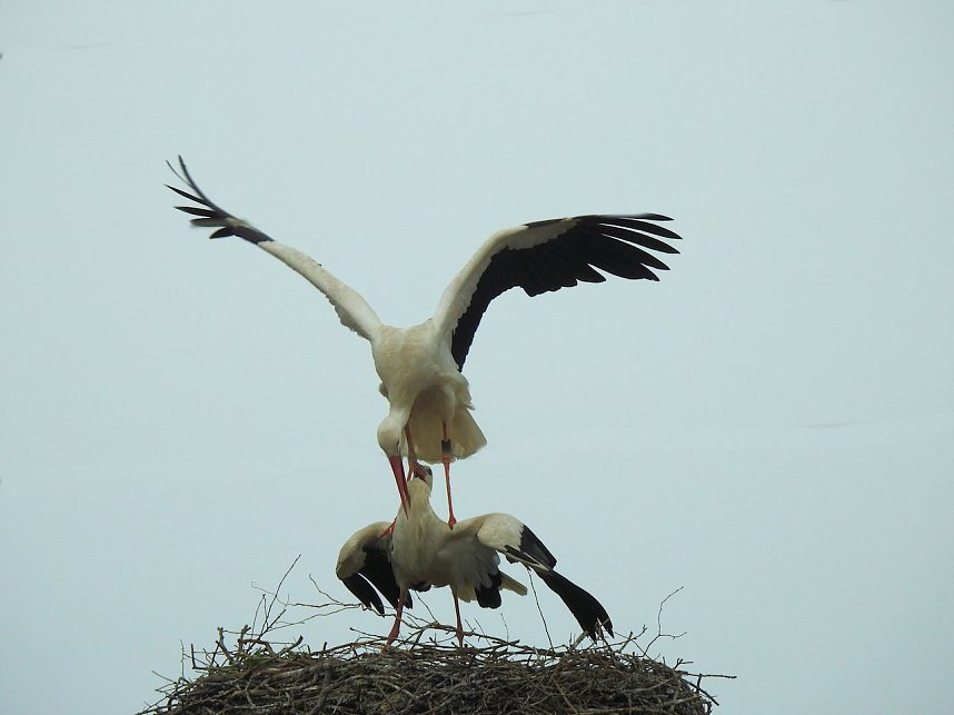 Fr&uuml;hling im Storchennest