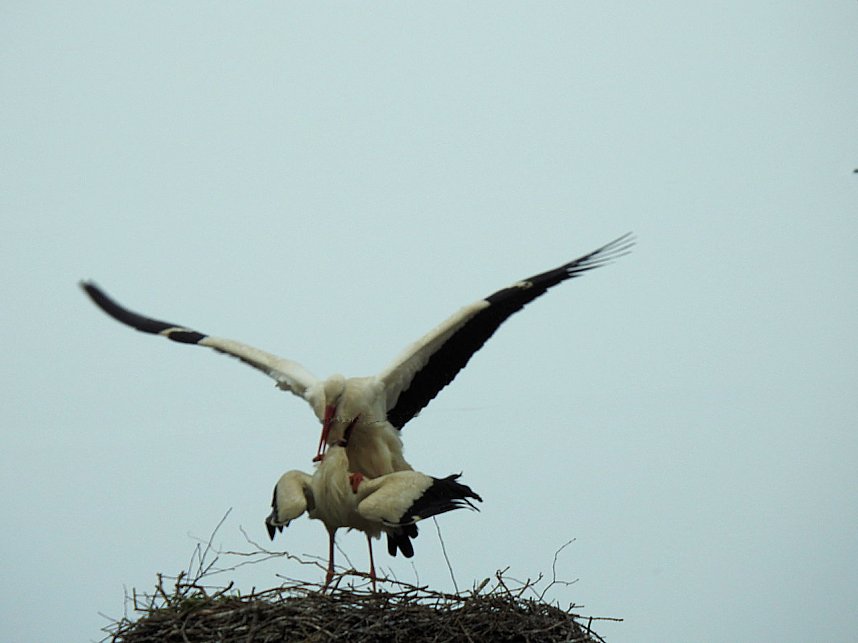 Fr&uuml;hling im Storchennest