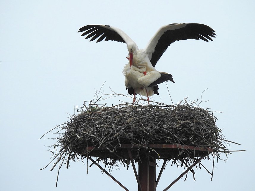 Fr&uuml;hling im Storchennest