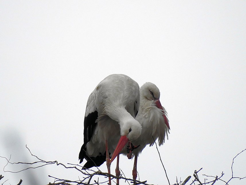 Fr&uuml;hling im Storchennest