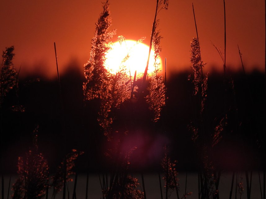 Peter Blei unterwegs - Seelhausener See im Abendrot