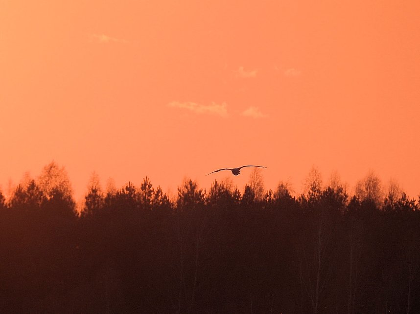 Peter Blei unterwegs - Seelhausener See im Abendrot